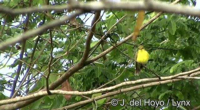 Golden-bellied Flyrobin - ML201334231