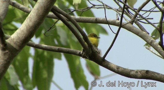 Golden-bellied Flyrobin - ML201334241