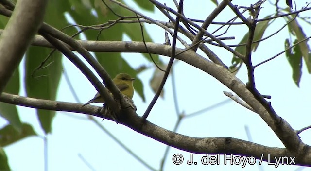 Golden-bellied Flyrobin - ML201334251