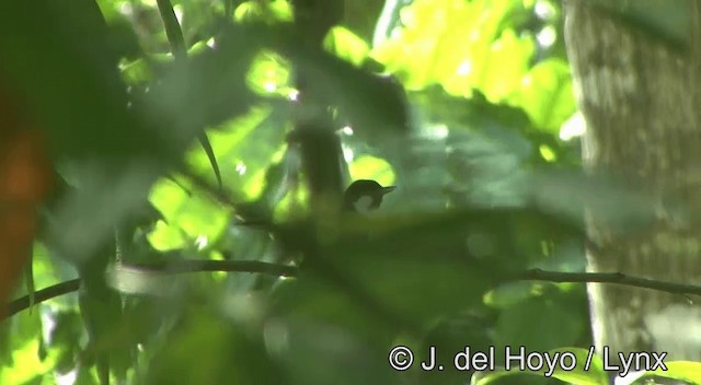 Banda Sea Monarch - ML201334261