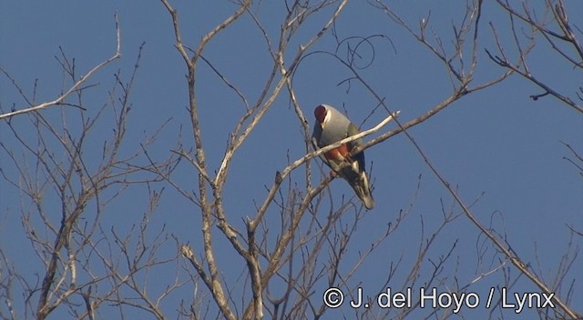 Wallace's Fruit-Dove - ML201334321