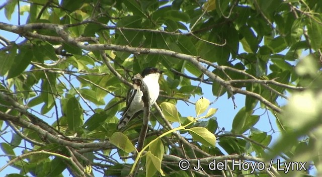 Little Bronze-Cuckoo (Pied) - ML201334411