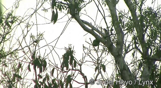 Red-cheeked Parrot - ML201334441