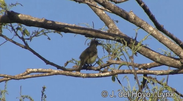 White-tufted Honeyeater - ML201334481