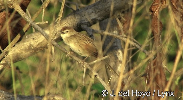 Tawny Grassbird - ML201334511