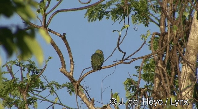 Rose-crowned Fruit-Dove - ML201334551