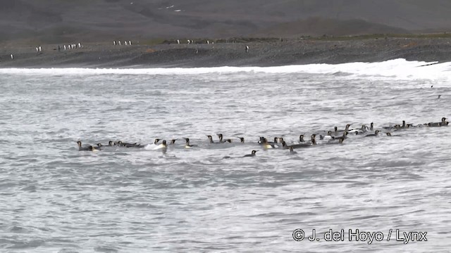 Королевский пингвин - ML201334701