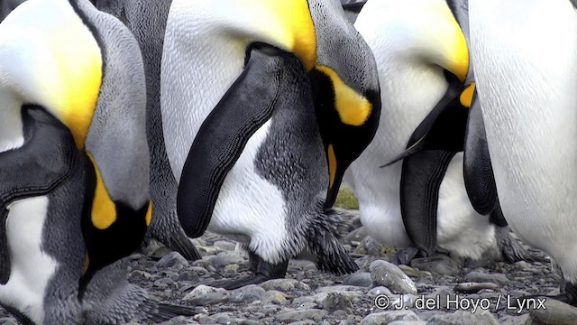 Королевский пингвин - ML201334721