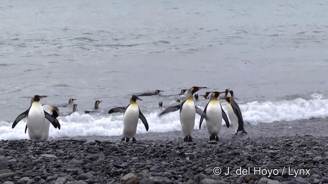 Королевский пингвин - ML201334741
