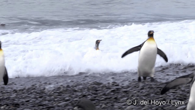 Королевский пингвин - ML201334751