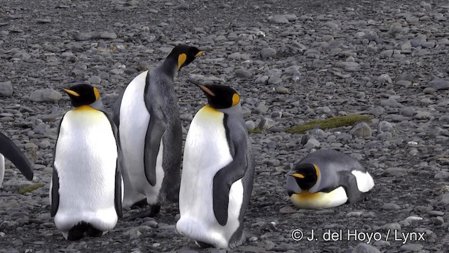 Королевский пингвин - ML201334761
