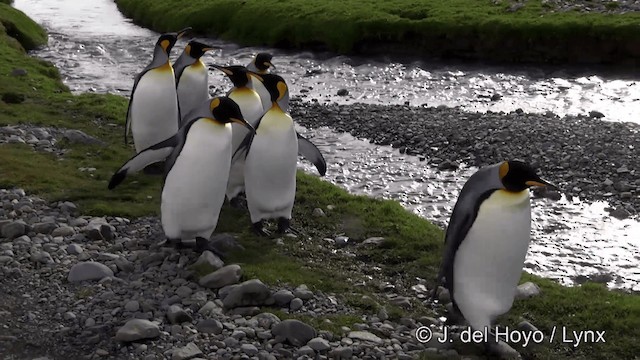 Королевский пингвин - ML201334771