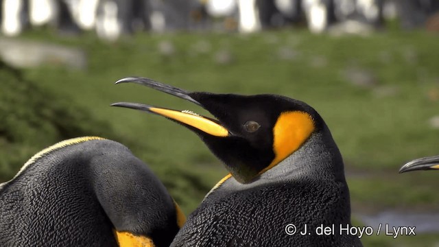 Pingüino Rey - ML201334791