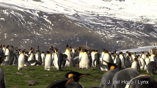 Королевский пингвин - ML201334811