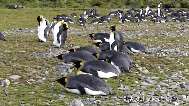 King Penguin - ML201334821