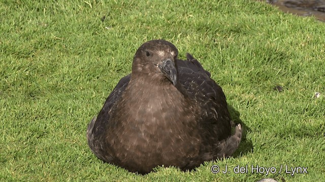 Brown Skua (Subantarctic) - ML201334851