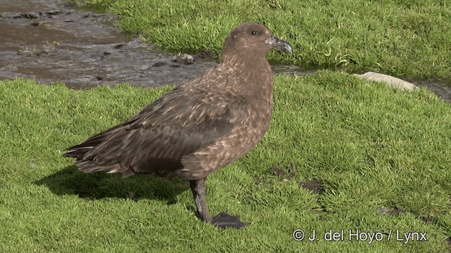 Brown Skua (Subantarctic) - ML201334861