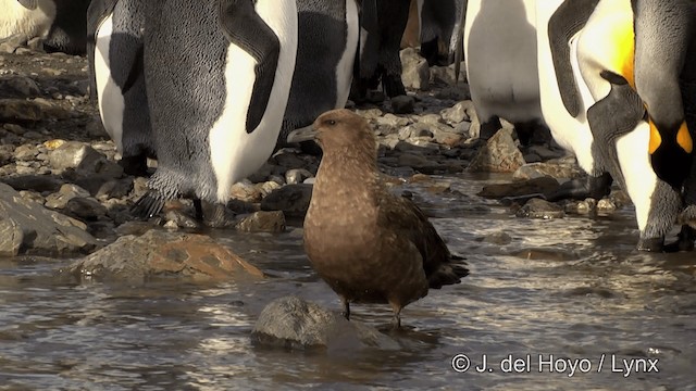 Brown Skua (Subantarctic) - ML201334871