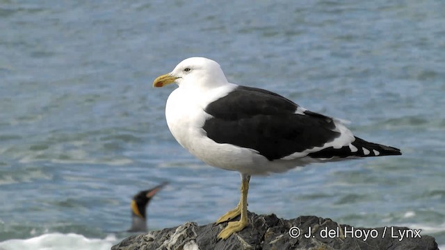 Kelp Gull - ML201334891