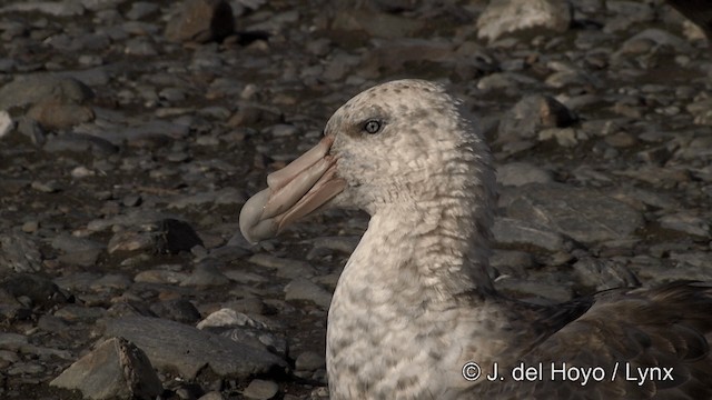 Southern Giant-Petrel - ML201334921