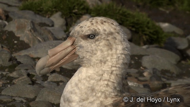 Southern Giant-Petrel - ML201334941