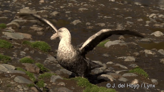 Southern Giant-Petrel - ML201334951