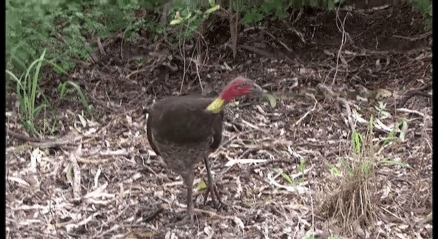 Australian Brushturkey - ML201335281