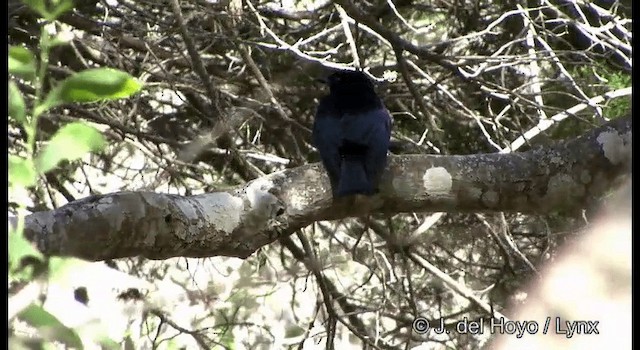 Drongo pailleté (groupe bracteatus) - ML201335311