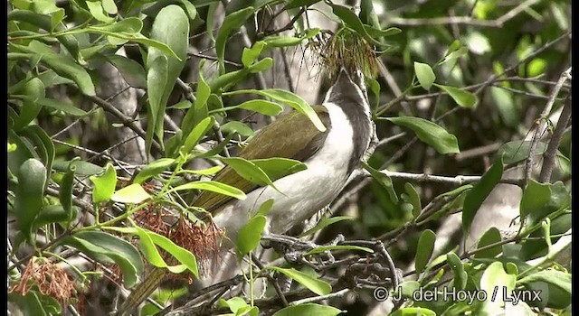 Blue-faced Honeyeater (Blue-faced) - ML201335321