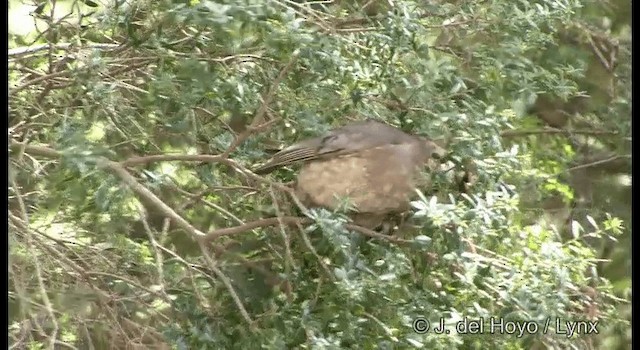 Noisy Friarbird - ML201335391