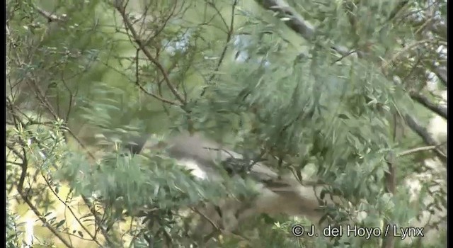 Noisy Friarbird - ML201335401