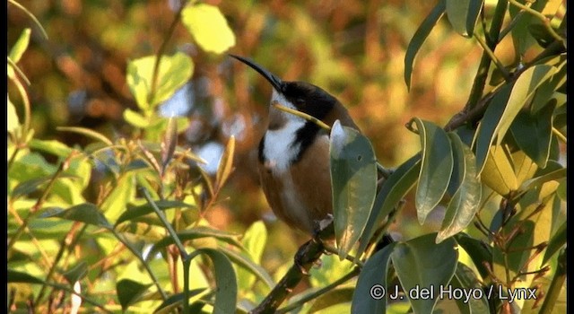 Eastern Spinebill - ML201335451