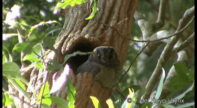 Egotelo Australiano - ML201335461