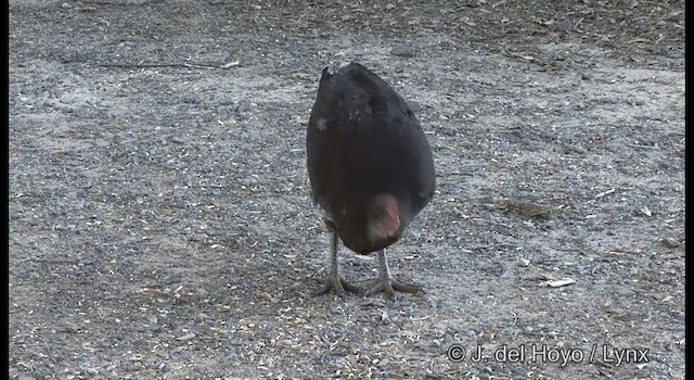 Australian Brushturkey - ML201335481