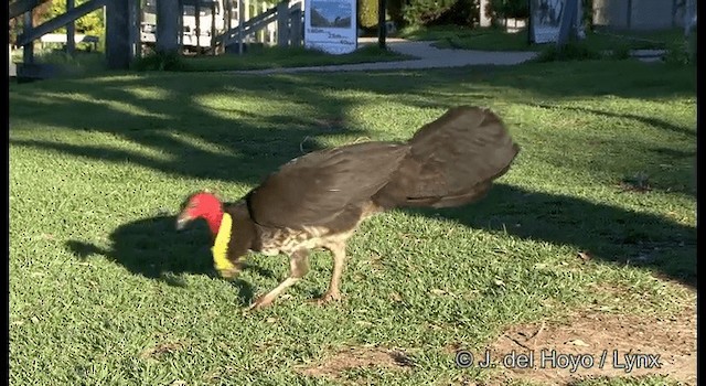 Australian Brushturkey - ML201335491