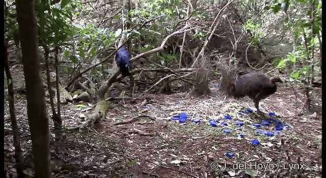 Australian Brushturkey - ML201335511