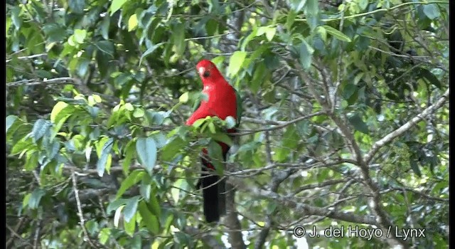 Australian King-Parrot - ML201335541
