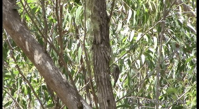 White-throated Treecreeper (White-throated) - ML201335581