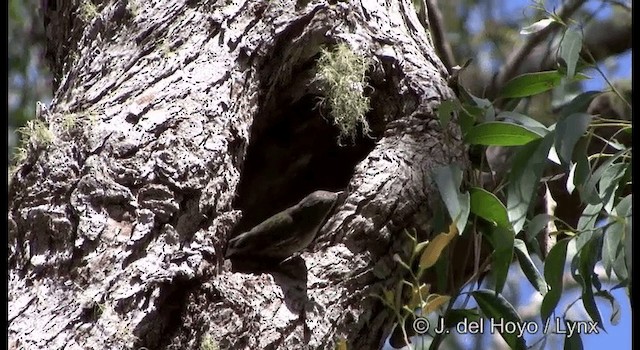 White-throated Treecreeper (White-throated) - ML201335591