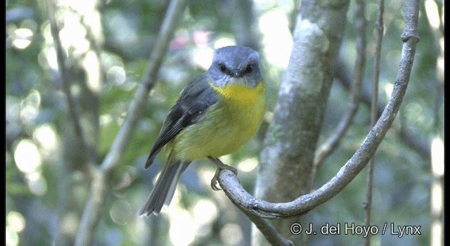 Eastern Yellow Robin - ML201335601