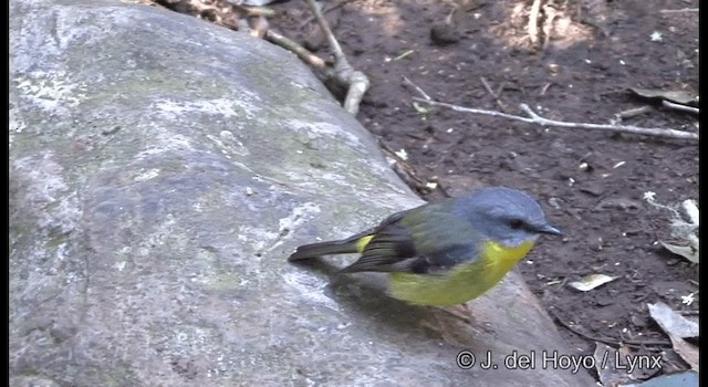 Eastern Yellow Robin - ML201335611