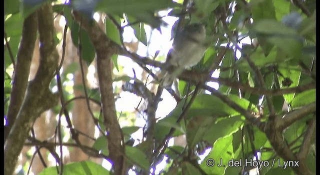 Brown Gerygone - ML201335621