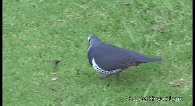 Wonga Pigeon - ML201335651