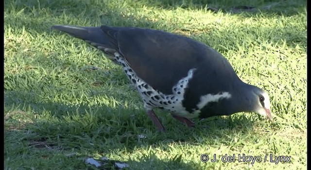 Wonga Pigeon - ML201335661