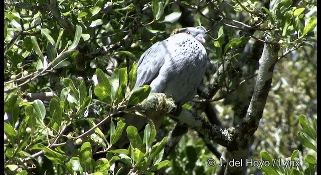 Topknot Pigeon - ML201335681