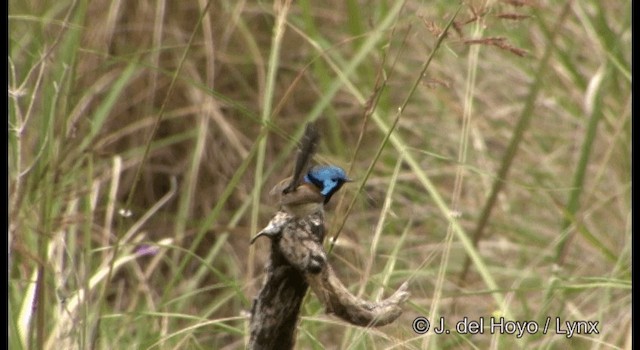 Variegated Fairywren - ML201335691