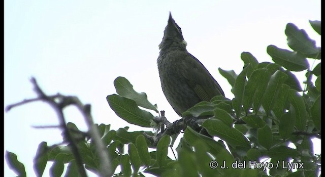 Lewin's Honeyeater - ML201335711