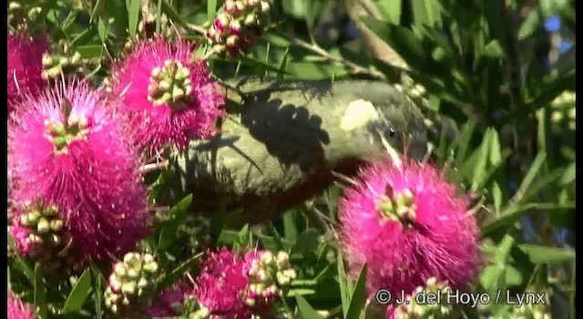 Lewin's Honeyeater - ML201335731