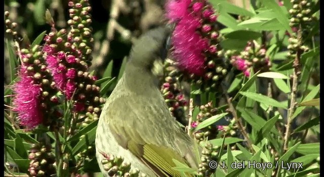 Lewin's Honeyeater - ML201335741