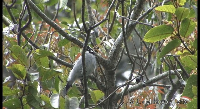 White-eared Monarch - ML201335751